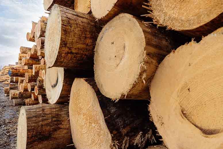 New Guidelines For Timber Procurement